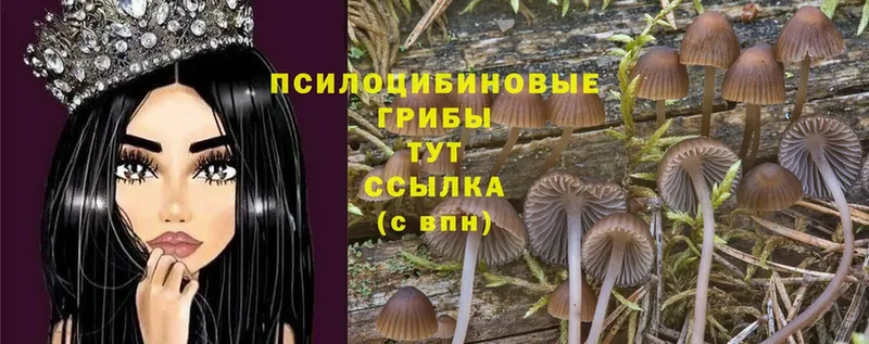 Галлюциногенные грибы Cubensis  Уяр 